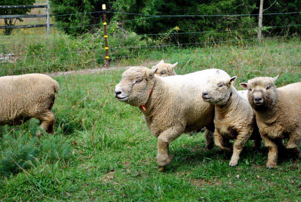 Run, Sheep, Run | OldestStone Farm