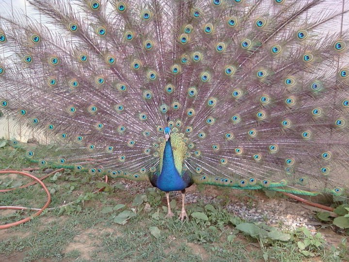 Peacock at OldestStone Farm