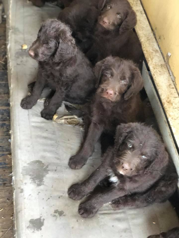 Puppies at OldestStone Farm