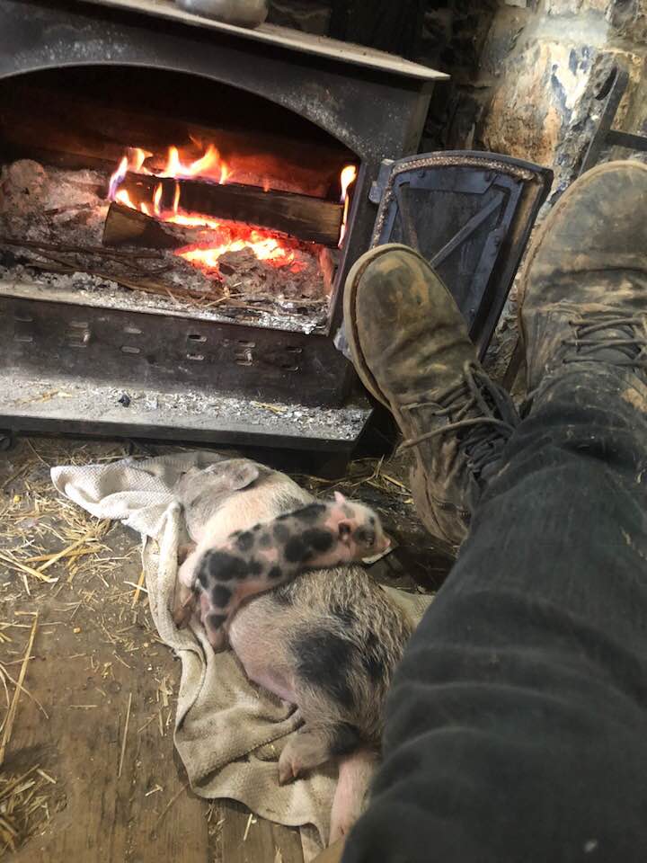 Warming Our Piggies | OldestStone Farm