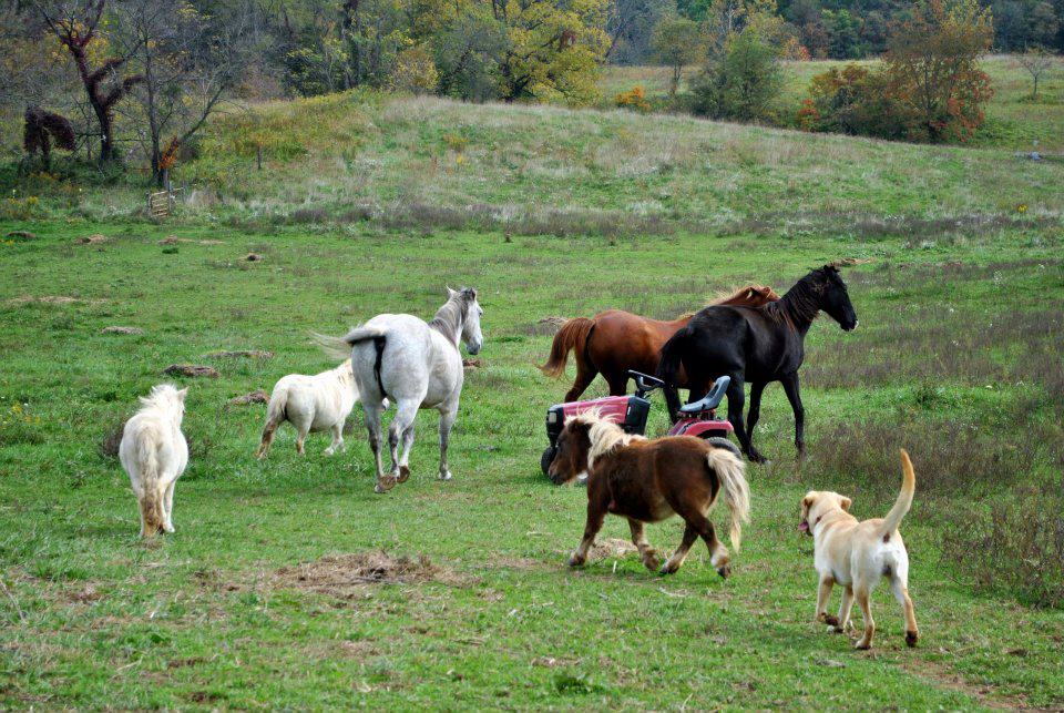 Horses at OldestStone Farm
