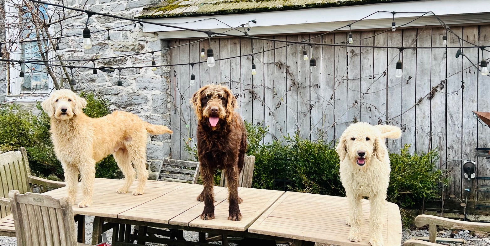 OldestStone Farm Dogs